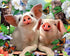 Pigs & Butterflies